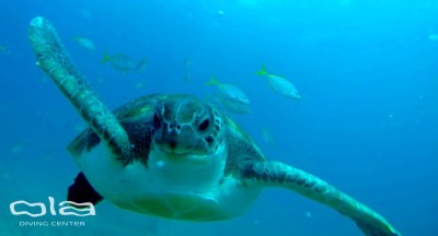 turtle_tenerife.jpg