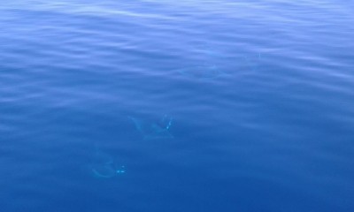11124485_1577067305907615_8056149064768992565_n.jpg