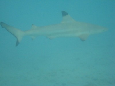 blacktip-2.jpg