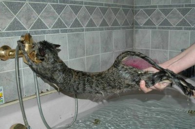 1190257311_wet_cats_23.jpg