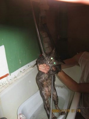 1190257373_wet_cats_31.jpg