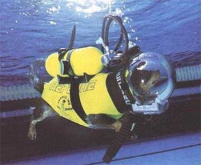 scuba_dog.113122717_std.jpg