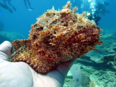 fish_1.jpg
