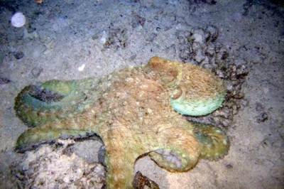 octopus.jpg