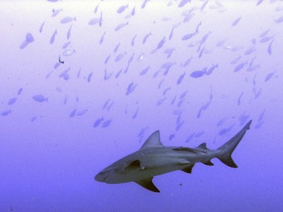shark_chumpon.jpg