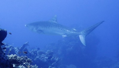 tiger shark.jpg