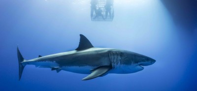 shark.jpg