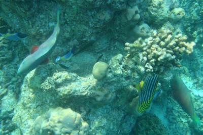Fish Content 1.jpg