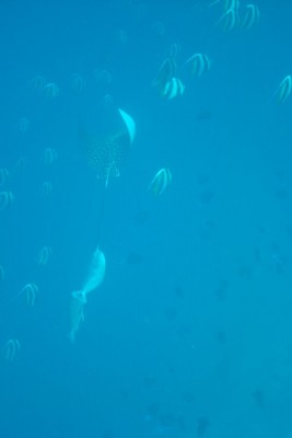 Stingray.jpg