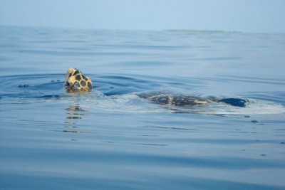 Turtle.jpg