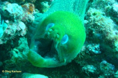 Moray.jpg