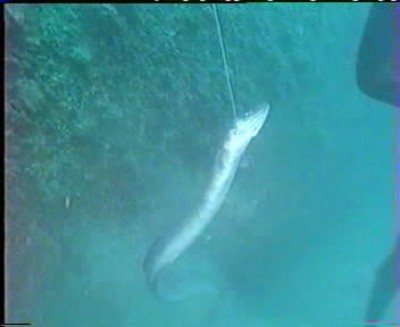 snapshot20071129110908.jpg