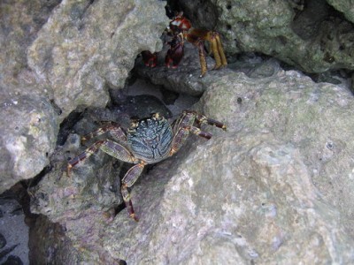 krab2.jpg
