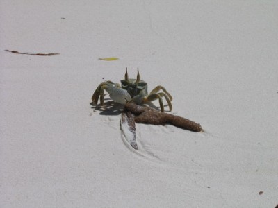 krab.jpg
