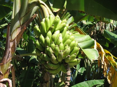 banan.jpg