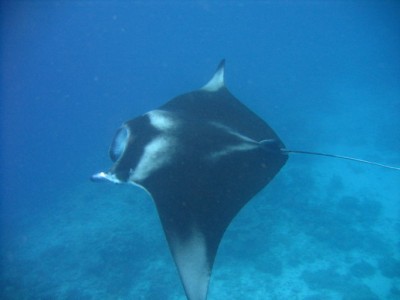 MANTA4.jpg