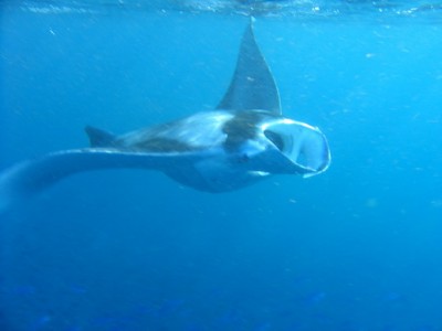 MANTA2.jpg
