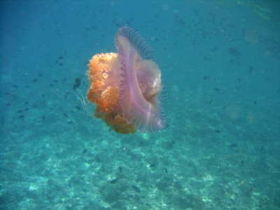 meduz.jpg