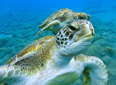 turtle-tenerife-diving-tenerife.jpg