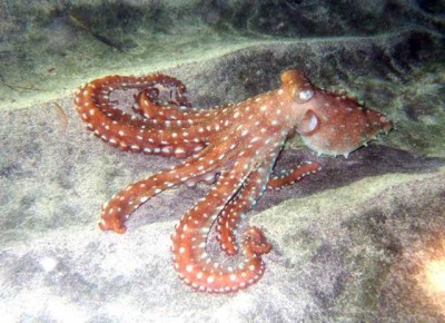 100238_15469_orig_White-Spotted-Octopus.jpg