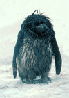 Pingwin.gif