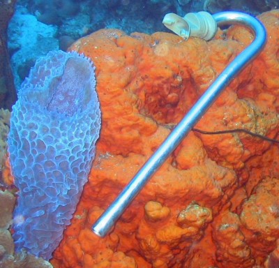 January 1, Tori's Reef 015 - 3.jpg