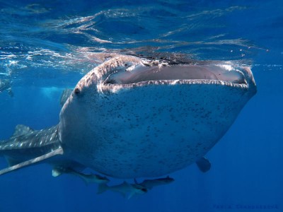 whaleshark_redsea_panoramadivers.jpg