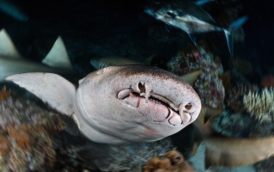nurse-shark.jpg