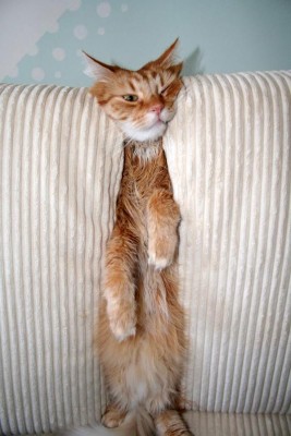 1142373680_060313_cat.jpg
