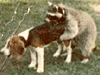 4954082.gif