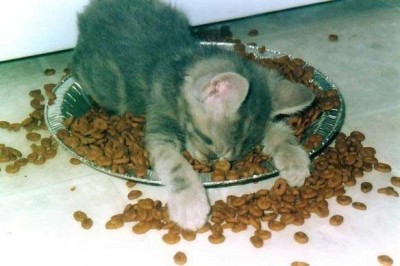 кошачье щастье.jpg