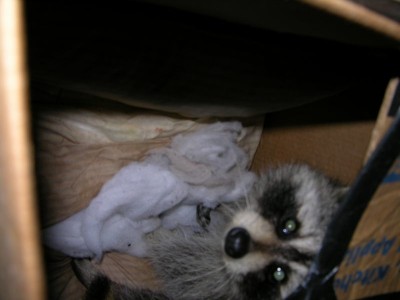 raccoon_boxed1.jpg