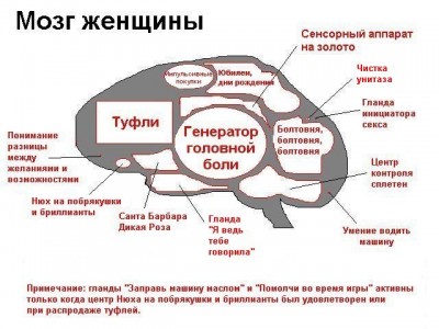 brainfemale.jpg