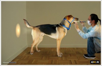 streamlight-dog_small.jpg