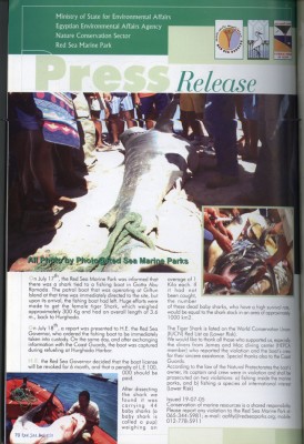 shark1.jpg