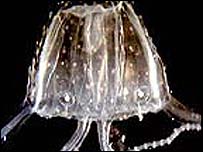 _38960803_jellyfish203.jpg