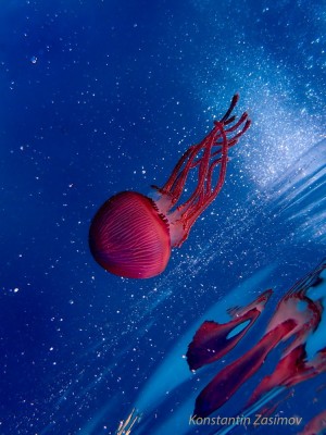 Jelly Fish_tetis.jpg