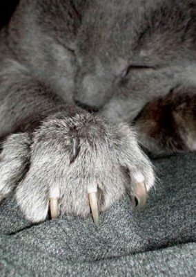 кошак.jpg
