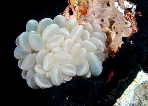 051003Waka_Coral_Bubble_w.sized.jpg