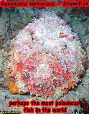 670x524-2209 Gota Marsa Alam night dive.jpg