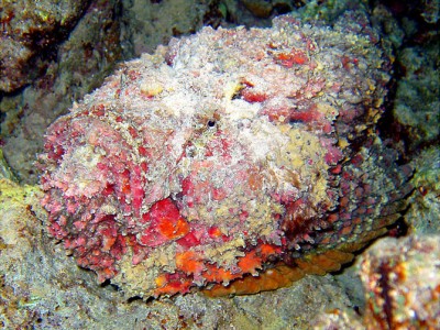 670x503-2209-3-17 Gotta Marsa Alam night dive.jpg