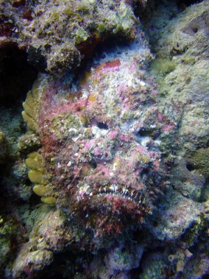 stone fish 1.jpg