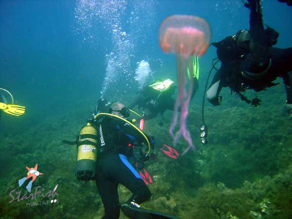 MEDUZA.jpg