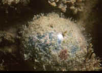 Valonia_ventricosa.jpg