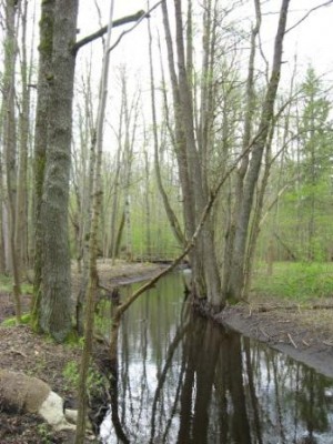 IMG_1366.jpg