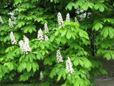 IMG_1686.jpg