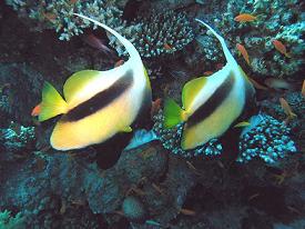 canyon_(butterfly_fish).JPG
