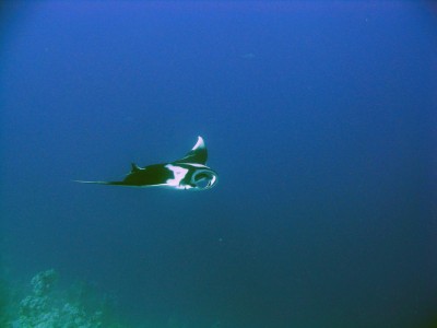 manta ray1.jpg