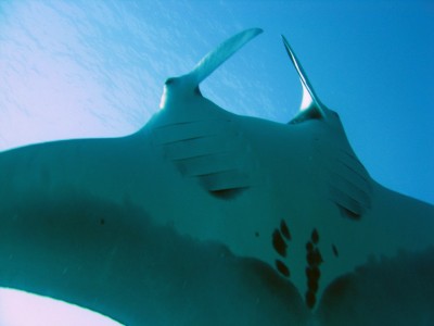 manta ray2.jpg
