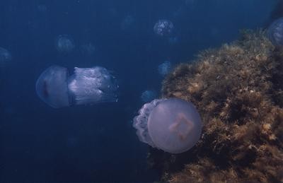 Meduz001.jpg